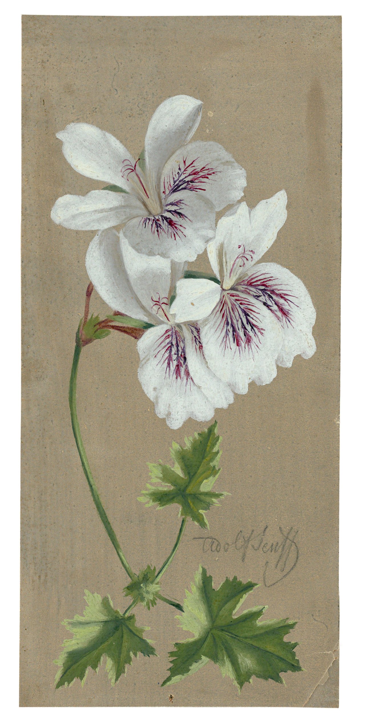 Auf diesem Bild ist das folgende Kunstwerk zu sehen: Carl Adolf Senff. Anemonenblüte.