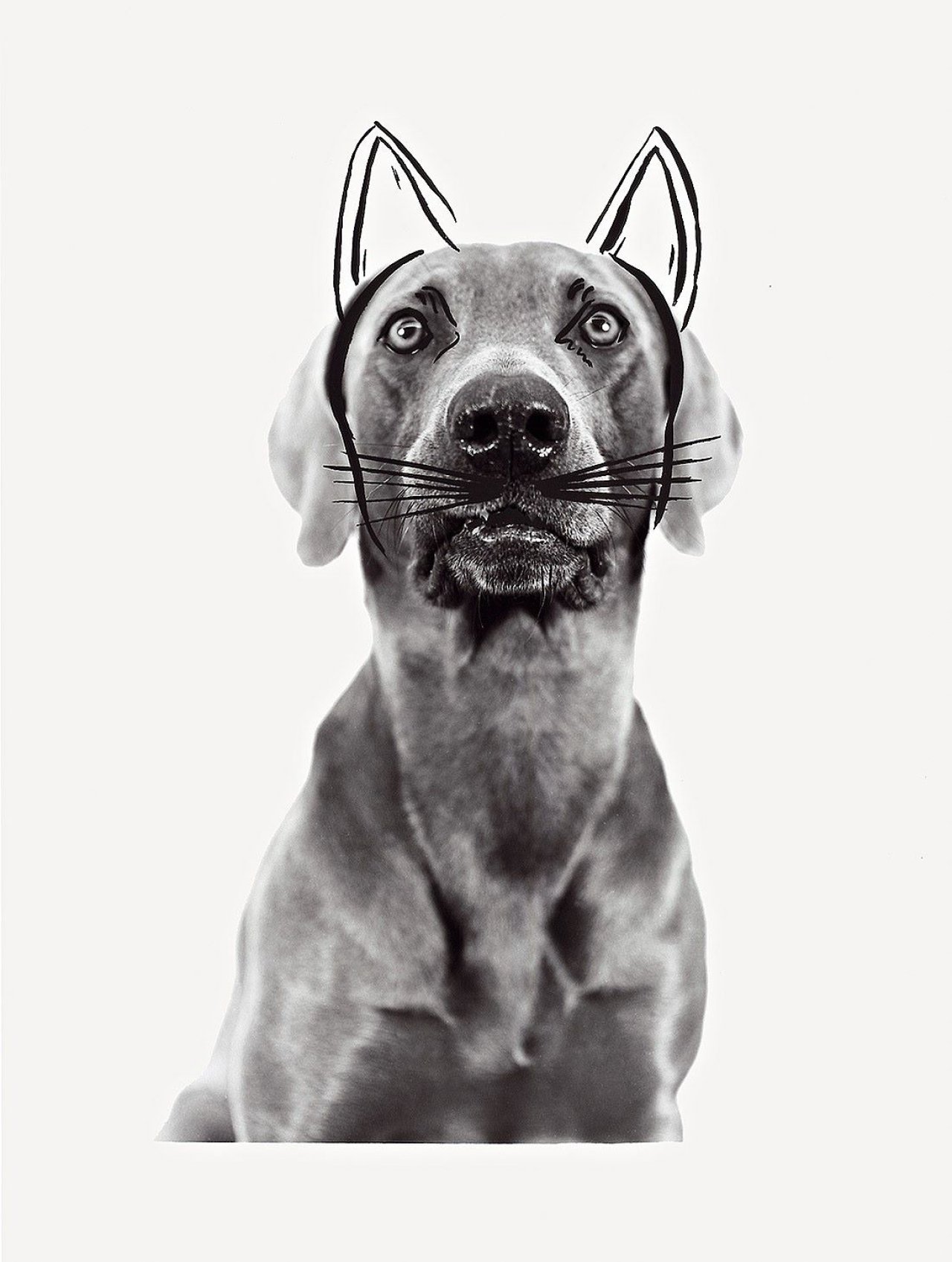 Auf diesem Bild ist das folgende Kunstwerk zu sehen: William Wegman. Ray Cat. 1979.