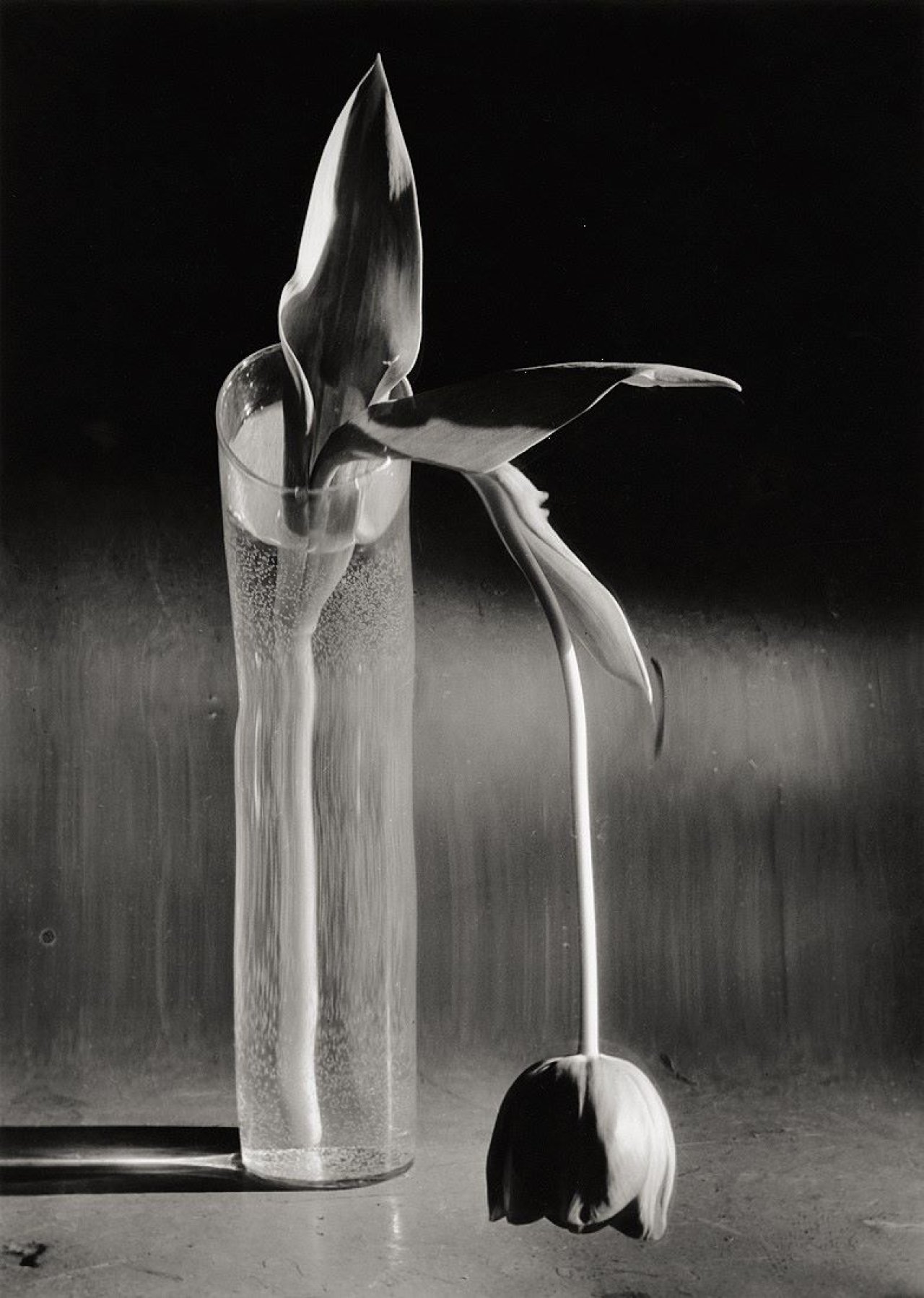 Auf diesem Bild ist das folgende Kunstwerk zu sehen: André  Kertész. Melancholic Tulip, New York. 1939.