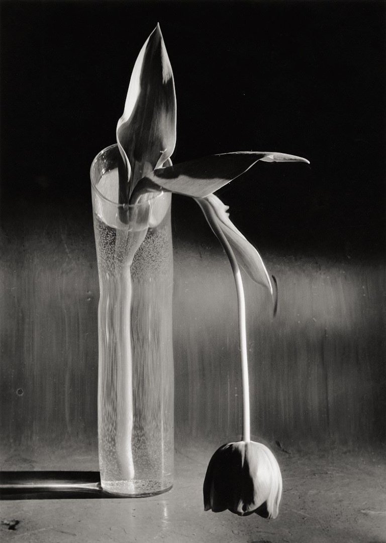 Auf diesem Bild ist das folgende Kunstwerk zu sehen: André  Kertész. Melancholic Tulip, New York. 1939.