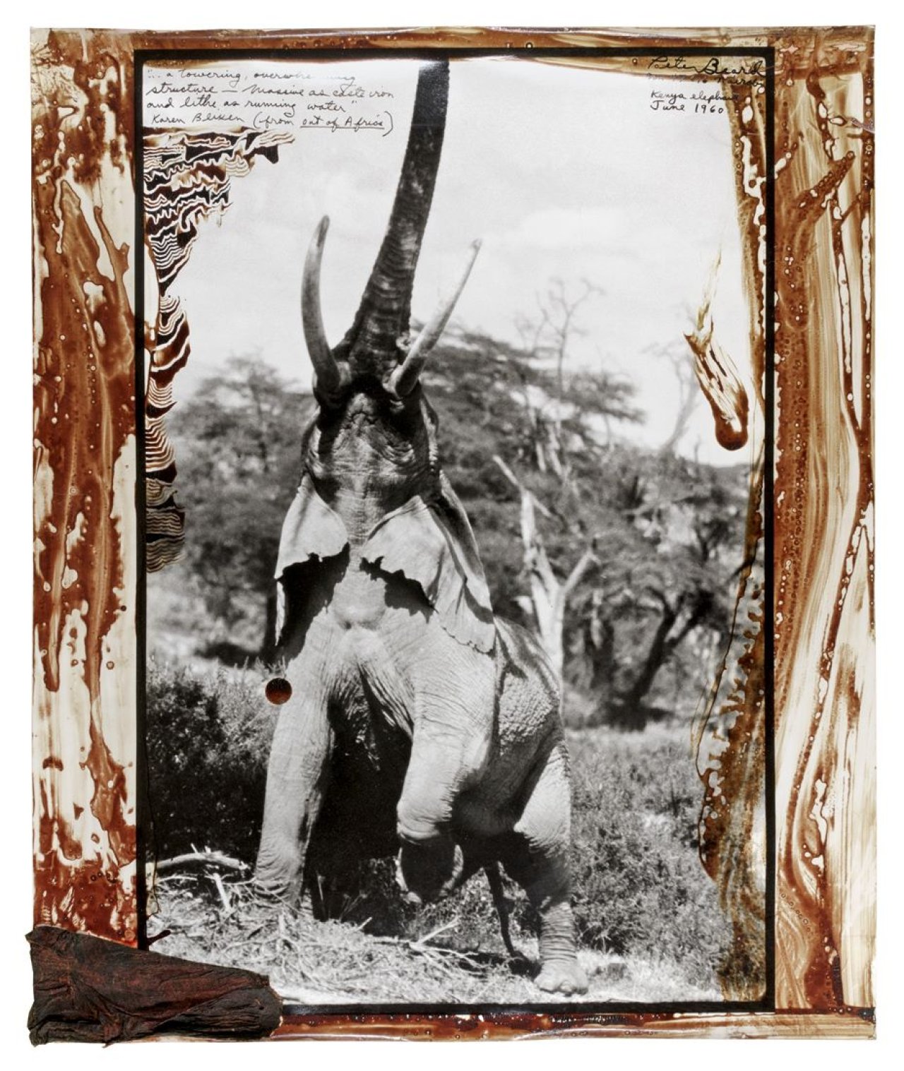 Auf diesem Bild ist das folgende Kunstwerk zu sehen: Peter Beard. „Kenya Elephant“. 1960.