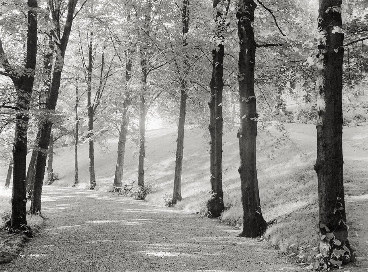 This picture shows the following artwork: Albert Renger-Patzsch. Lindenallee / Weggabelung im Wald. 1928.