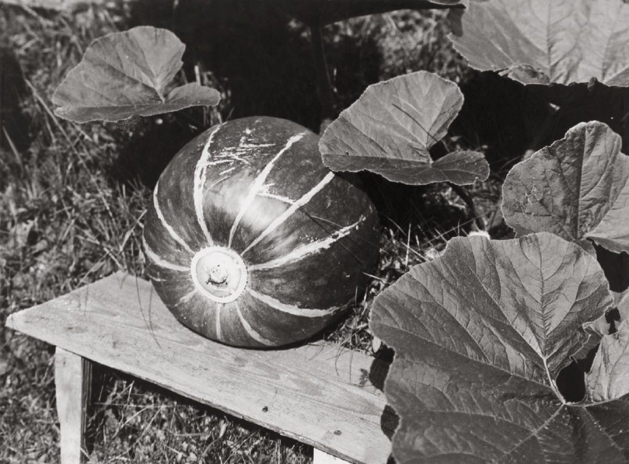 This picture shows the following artwork: Albert Renger-Patzsch. Kürbis. 1928.