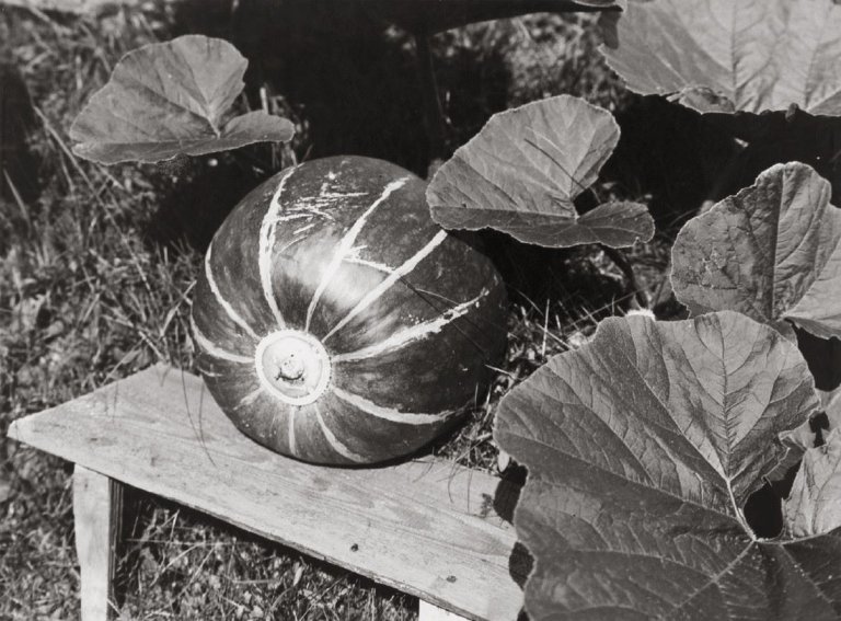 Auf diesem Bild ist das folgende Kunstwerk zu sehen: Albert Renger-Patzsch. Kürbis. 1928.