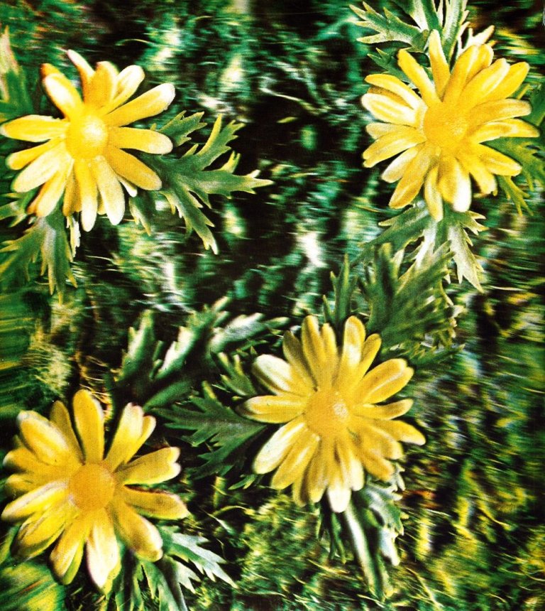 This picture shows the following artwork: Andy Warhol. aus: „Rain and Flowers“. 1969/1970.