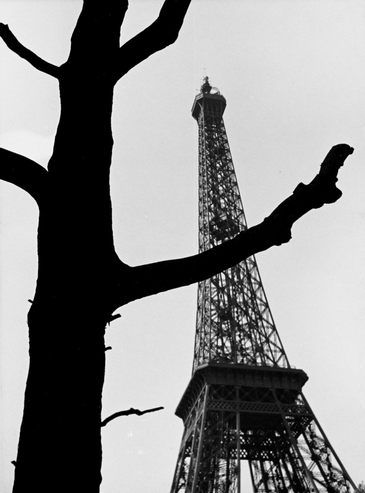 This picture shows the following artwork: Otto Steinert. „Baumsilhouette vor Eiffelturm“ (A Tree's Silhouette in front of the Eiffel Tower). 1949.