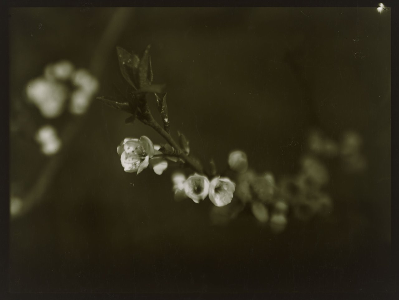 Auf diesem Bild ist das folgende Kunstwerk zu sehen: Josef Sudek. Frühlingsknospen vom Apfelbaum. 1968.