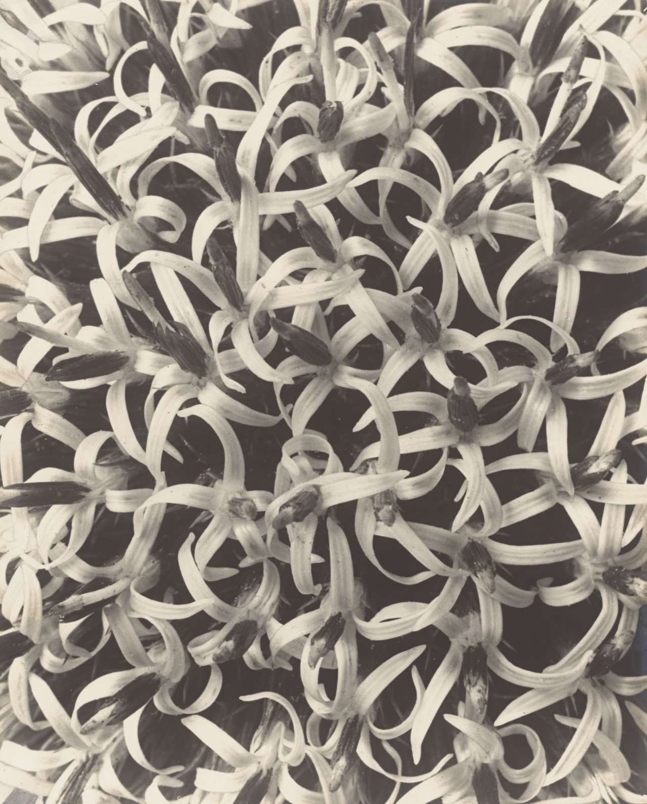 Auf diesem Bild ist das folgende Kunstwerk zu sehen: Karl Blossfeldt. Echinops sphaerocephalus, Kugeldistel, Teil eines Blütenköpfchens. 1915/25.