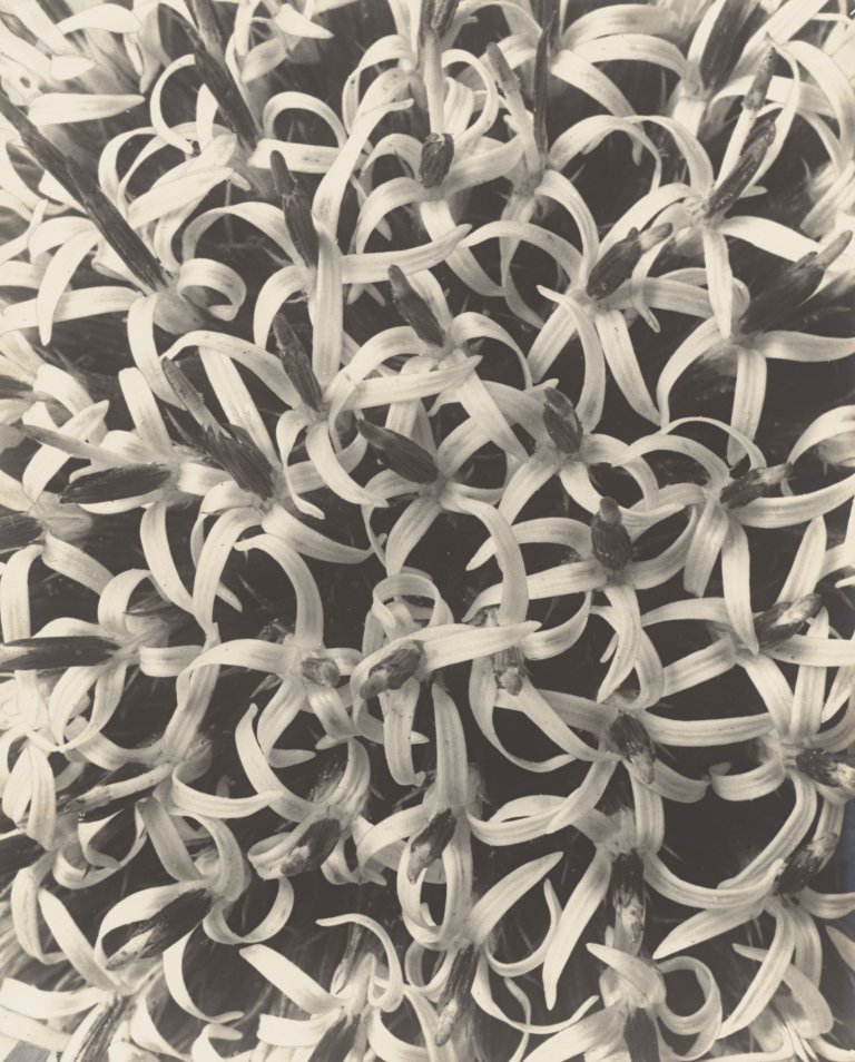 Auf diesem Bild ist das folgende Kunstwerk zu sehen: Karl Blossfeldt. Echinops sphaerocephalus, Kugeldistel, Teil eines Blütenköpfchens. 1915/25.