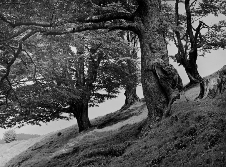 Auf diesem Bild ist das folgende Kunstwerk zu sehen: Albert Renger-Patzsch. „Triftbuchen, Hochschwarzwald“. 1960.