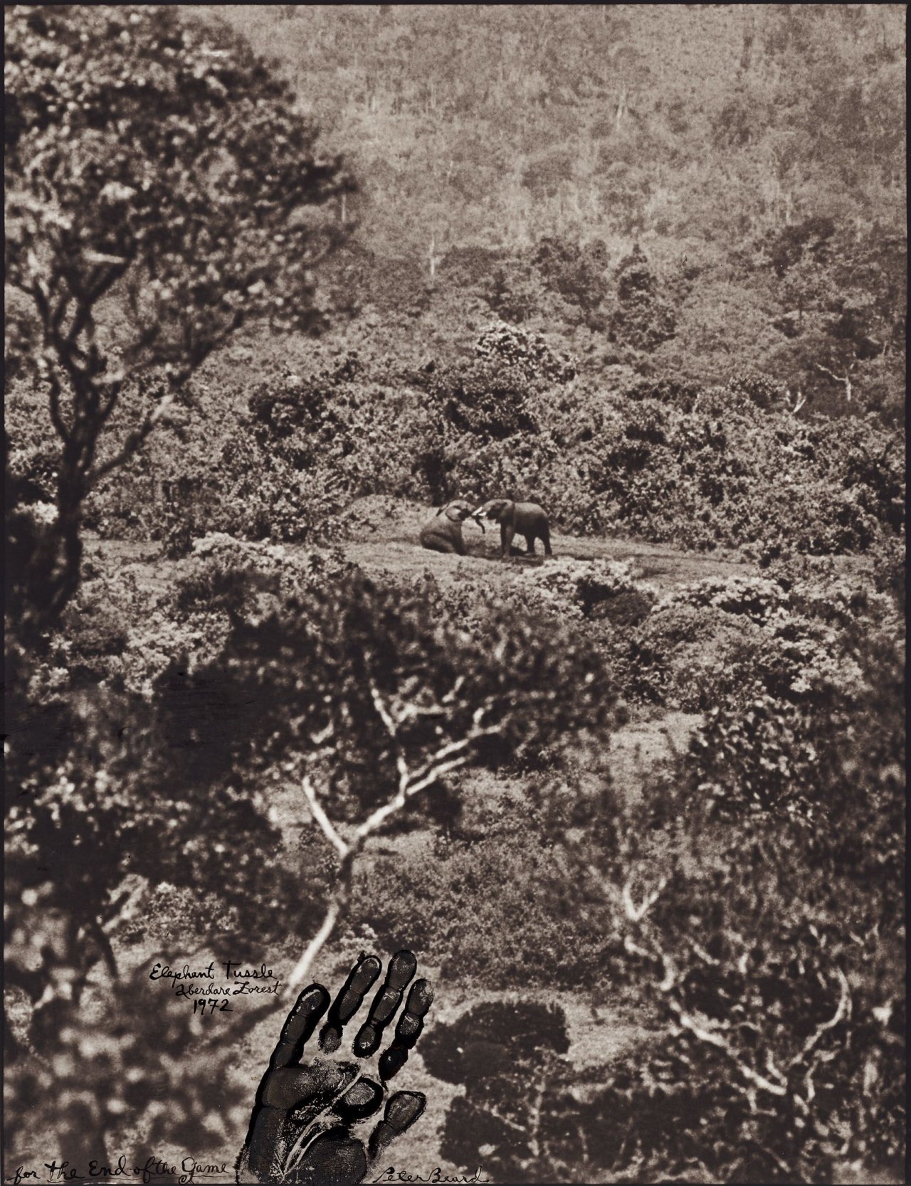 Auf diesem Bild ist das folgende Kunstwerk zu sehen: Peter Beard. „Elephant Tussle, Aberdare Forest“. 1972.