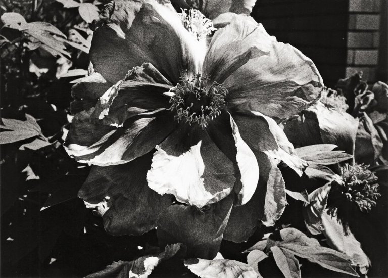 Auf diesem Bild ist das folgende Kunstwerk zu sehen: Daidō Moriyama. Flower, aus der Serie „Light and Shadow“. 1981.