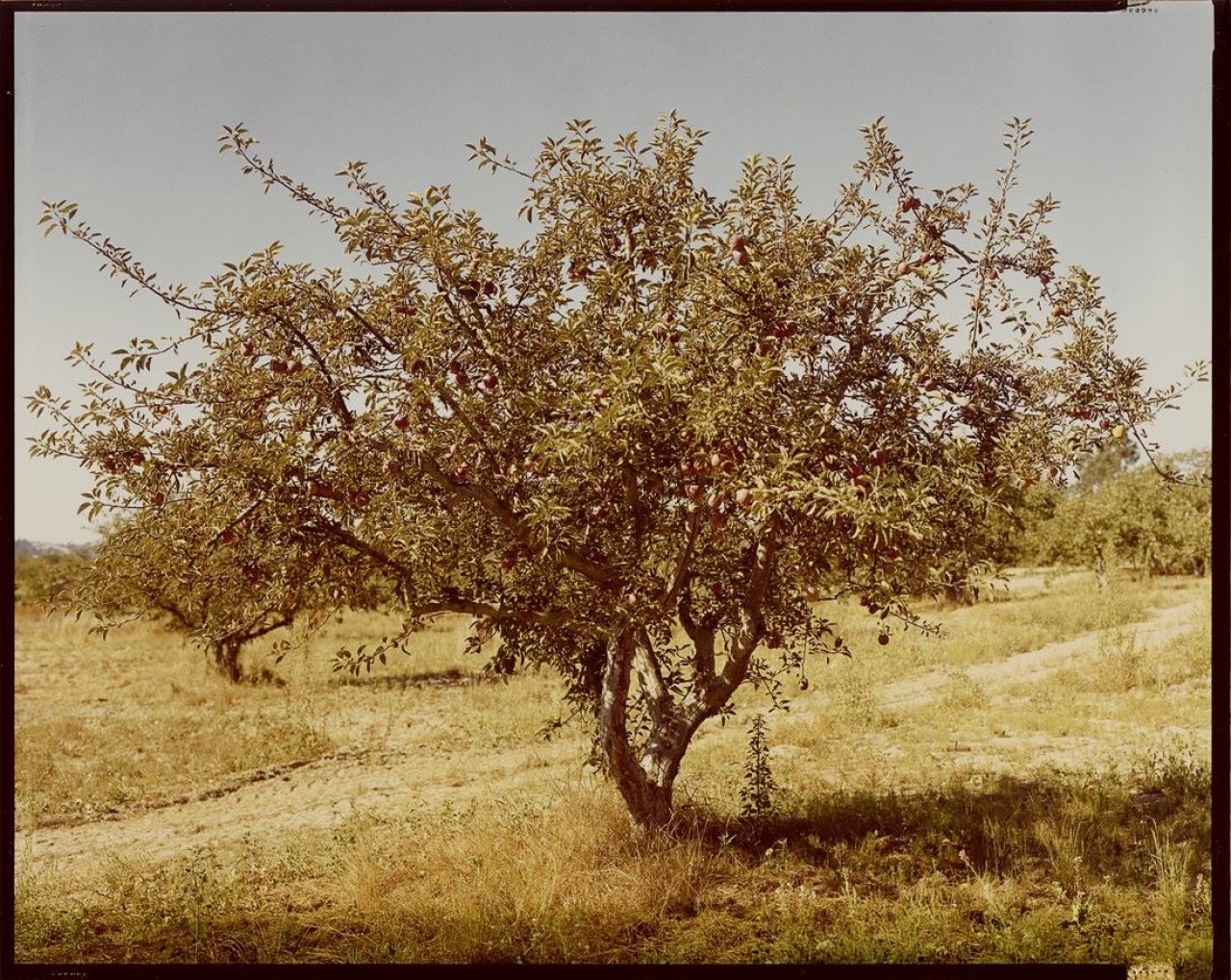 Auf diesem Bild ist das folgende Kunstwerk zu sehen: Stephen Shore. Forestville, California,„9/5/74“. 1974.