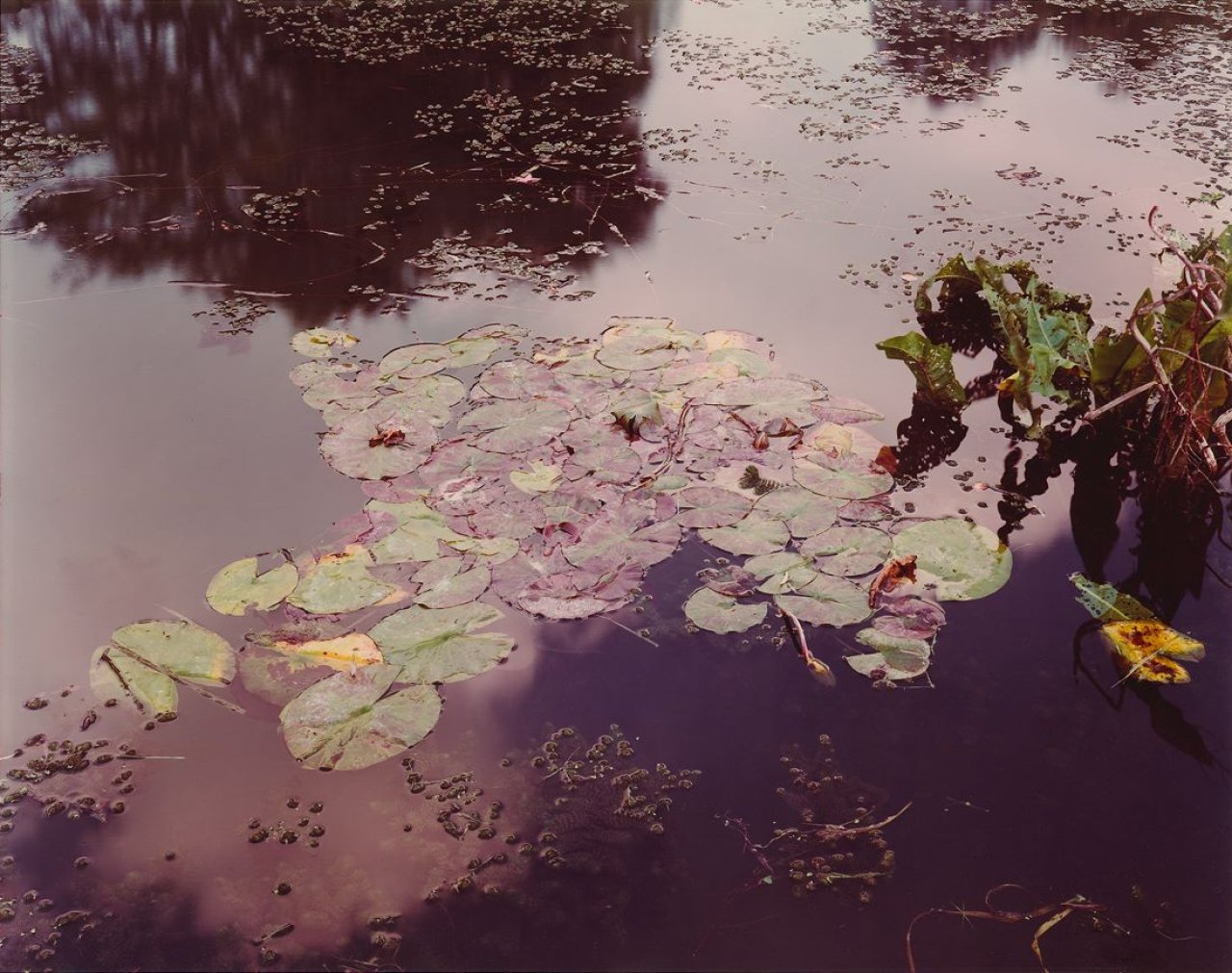Auf diesem Bild ist das folgende Kunstwerk zu sehen: Stephen Shore. „Giverny, France 9/23/77“. 1977.