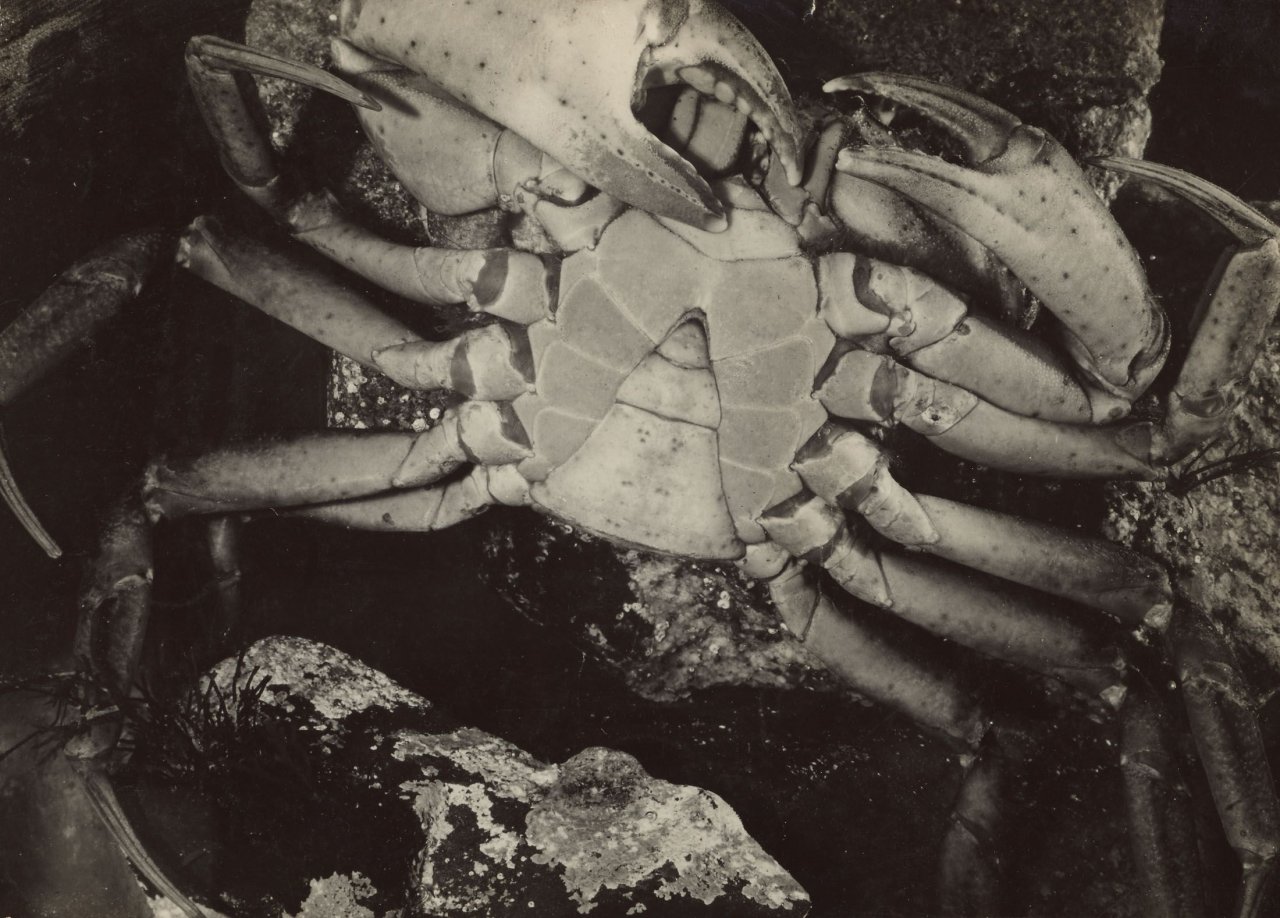 Auf diesem Bild ist das folgende Kunstwerk zu sehen: Jean Painlevé. Crabe vu par dessous. Um 1930.