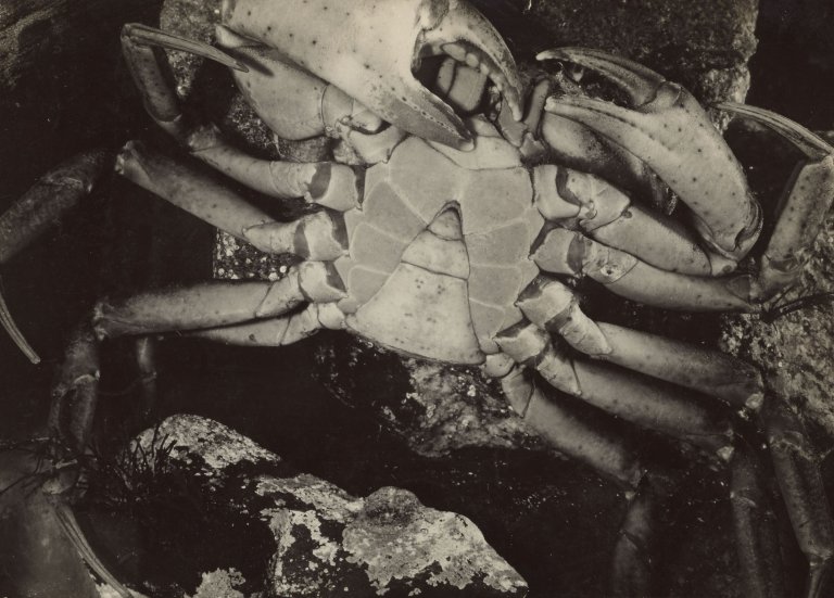 Auf diesem Bild ist das folgende Kunstwerk zu sehen: Jean Painlevé. Crabe vu par dessous. Um 1930.