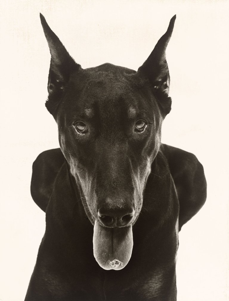 Auf diesem Bild ist das folgende Kunstwerk zu sehen: Walter Schels. Dobermann. 1989.
