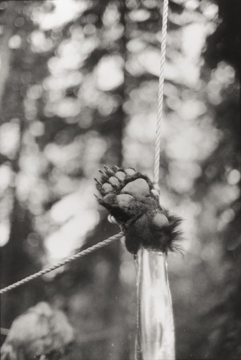 Auf diesem Bild ist das folgende Kunstwerk zu sehen: Zoe Leonard. Bear paw hanging. 1996–1998.
