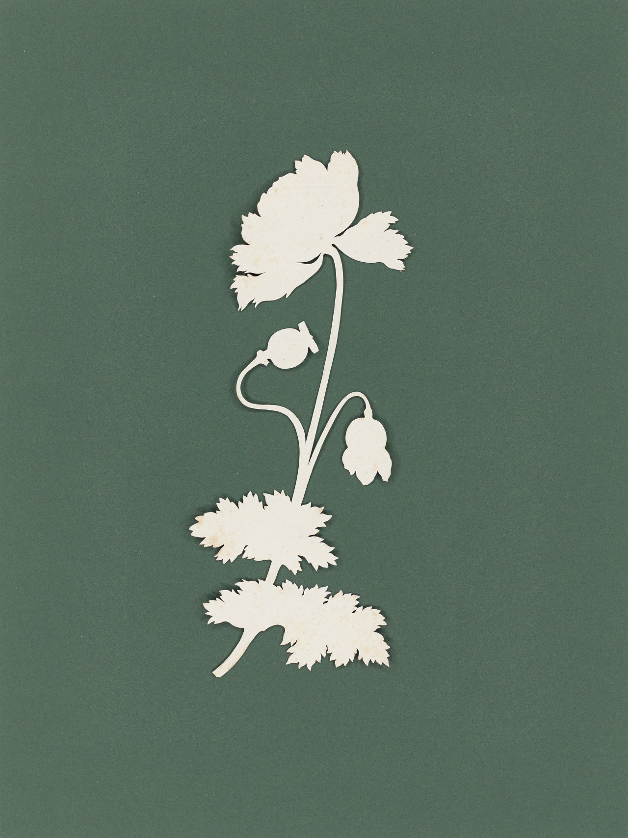 This picture shows the following artwork: Philipp Otto Runge. ”Mohnblume”.