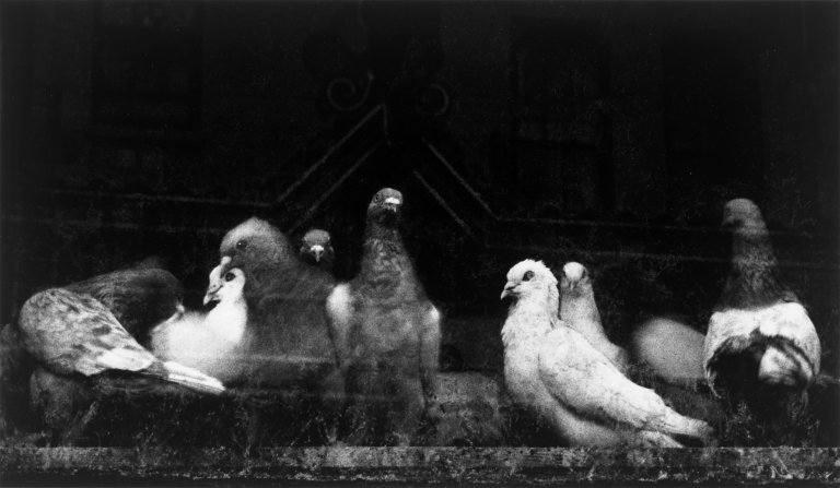 Auf diesem Bild ist das folgende Kunstwerk zu sehen: Ruth Bernhard. „Pigeons“. 1956.