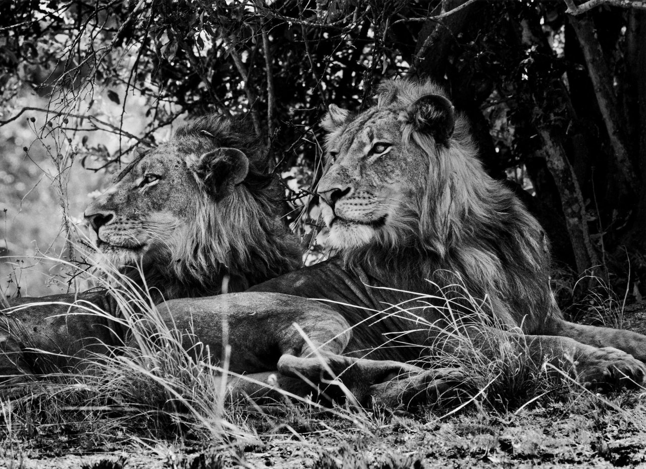 Auf diesem Bild ist das folgende Kunstwerk zu sehen: Sebastião  Salgado. „ZAMBIA“. 2010.