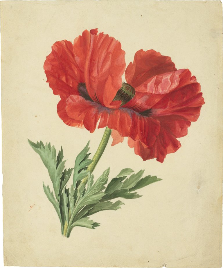 Auf diesem Bild ist das folgende Kunstwerk zu sehen:  Deutsch, um 1820. Zwei Mohnblumen.