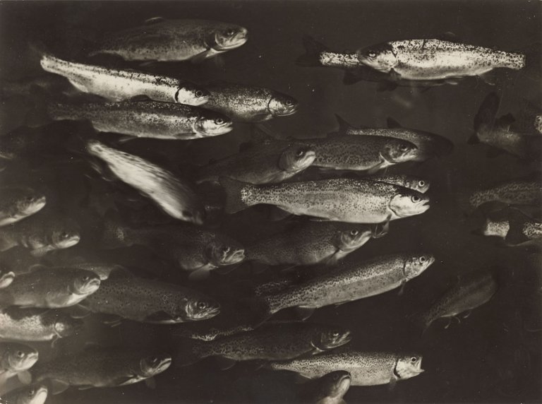 Auf diesem Bild ist das folgende Kunstwerk zu sehen: André  Kertész. Truites dans un aquarium, Paris. Um 1930.