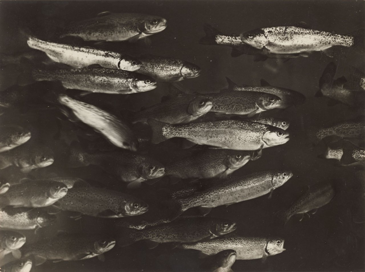 Auf diesem Bild ist das folgende Kunstwerk zu sehen: André  Kertész. Truites dans un aquarium, Paris. Um 1930.