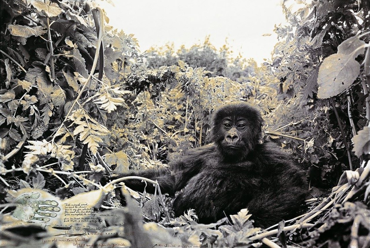 Auf diesem Bild ist das folgende Kunstwerk zu sehen: Peter Beard. „1 year old mountain Gorilla. Rwanda before the genocide“. 1984.