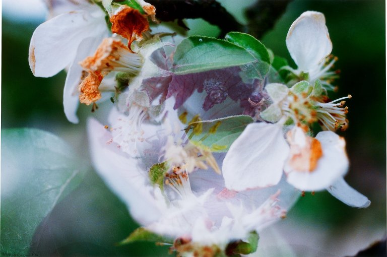 Auf diesem Bild ist das folgende Kunstwerk zu sehen: Peter Fischli und David Weiss. Blumen. 1998/2016.