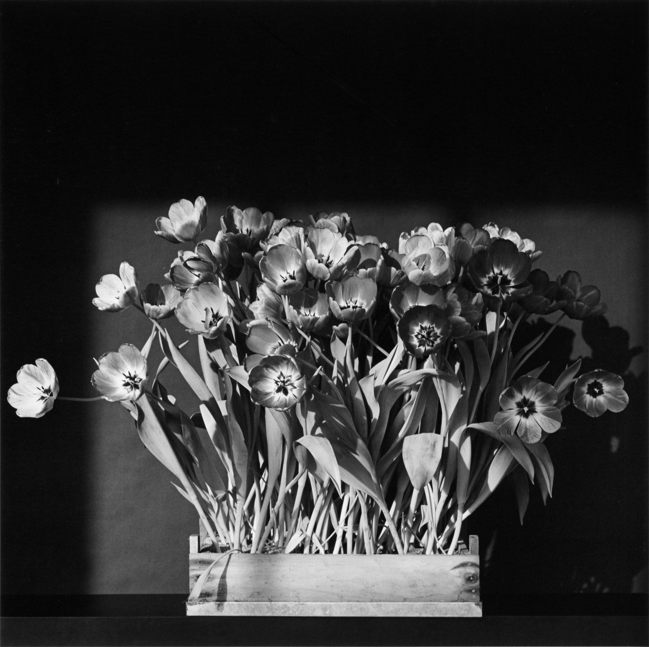 Auf diesem Bild ist das folgende Kunstwerk zu sehen: Robert Mapplethorpe. Tulips. 1983.
