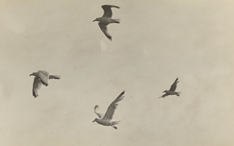 Auf diesem Bild ist das folgende Kunstwerk zu sehen:  Anonym. Möwen im Flug. 1930er–Jahre.