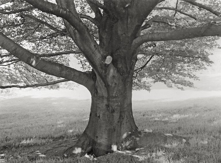 Auf diesem Bild ist das folgende Kunstwerk zu sehen: Albert Renger-Patzsch. Buche auf dem Rasen neben der „Arche“ / Birkengruppe. 1928.