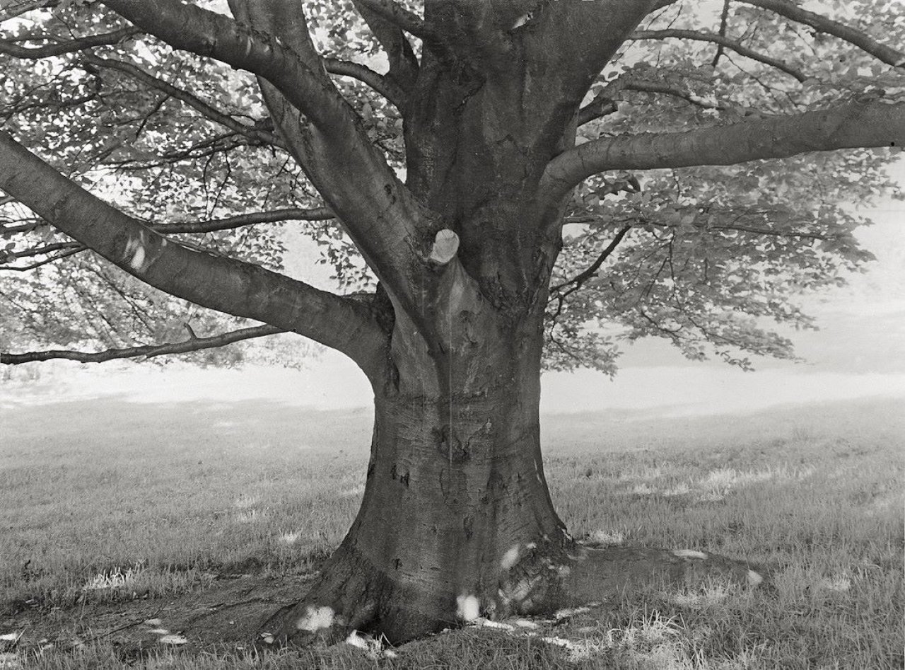 This picture shows the following artwork: Albert Renger-Patzsch. Buche auf dem Rasen neben der „Arche“ / Birkengruppe. 1928.