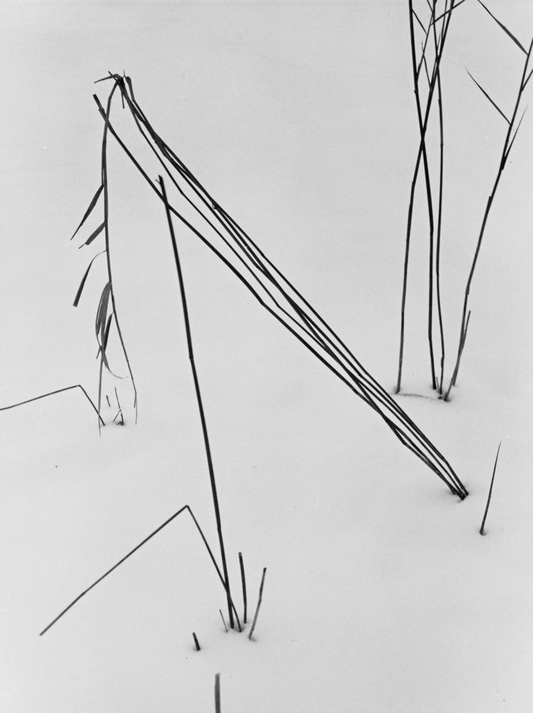 Auf diesem Bild ist das folgende Kunstwerk zu sehen: Siegfried Lauterwasser. Ohne Titel (Gräser im Schnee). 1950.