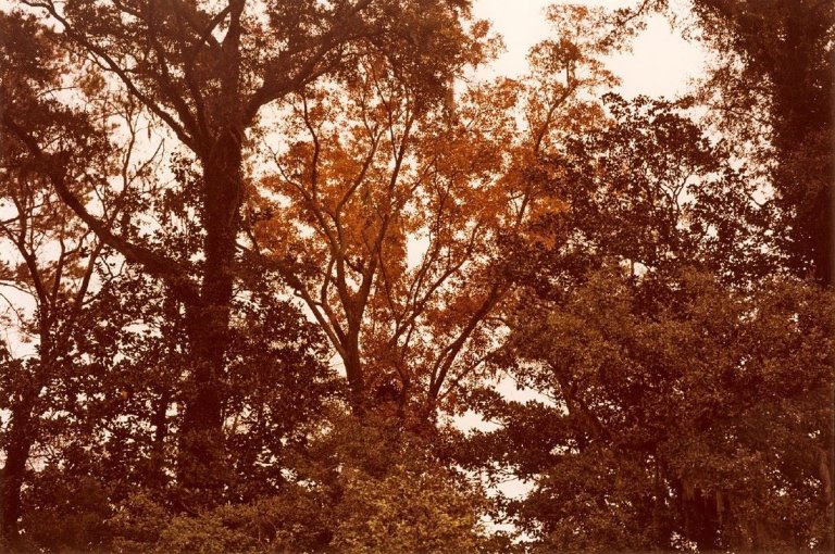 Auf diesem Bild ist das folgende Kunstwerk zu sehen: William Eggleston. Ohne Titel (Bäume).  1980er Jahre.