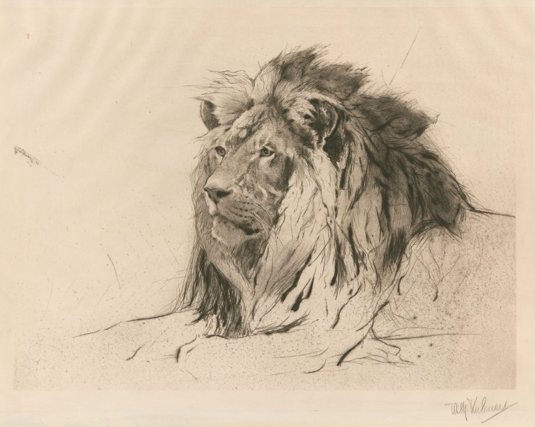 Auf diesem Bild ist das folgende Kunstwerk zu sehen: Wilhelm Kuhnert. „Löwenkopf“.