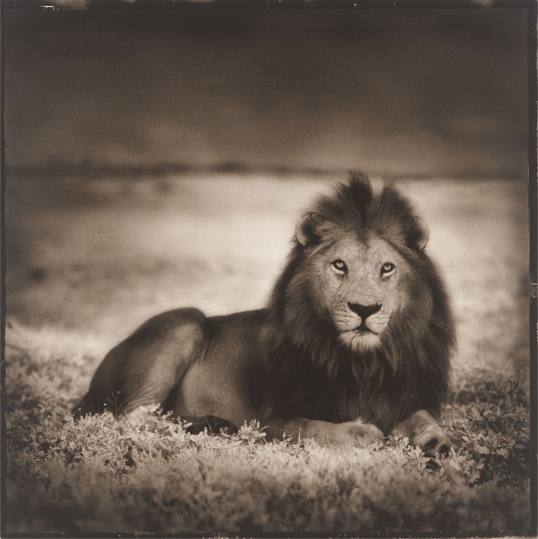 Auf diesem Bild ist das folgende Kunstwerk zu sehen: Nick Brandt. Lion at Dawn, Naabi, Serengeti. 2000.