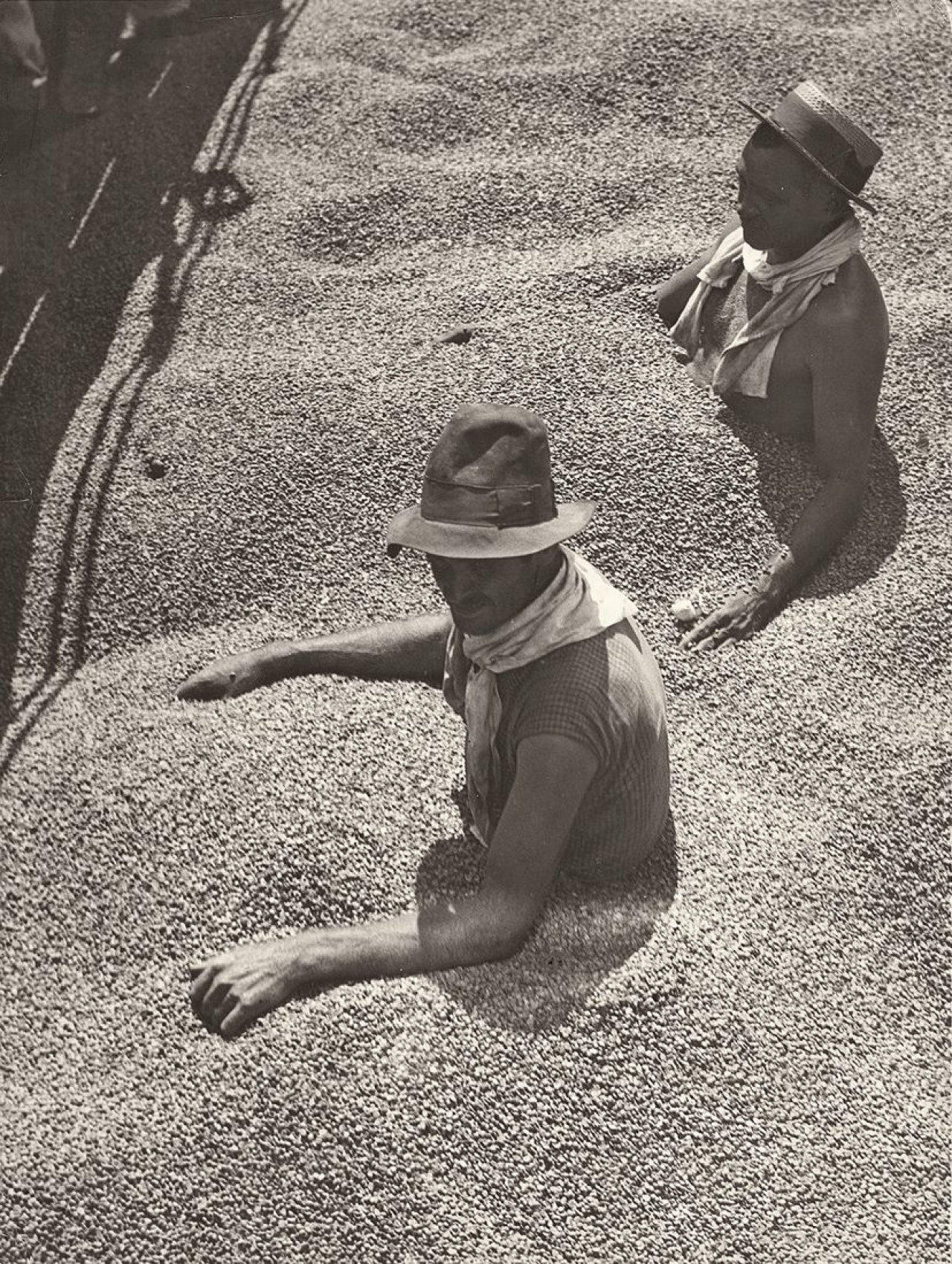 Auf diesem Bild ist das folgende Kunstwerk zu sehen: Martin Munkácsi (d.i. Márton Memelstein). Brasilien erstickt im Kaffee. 1932.