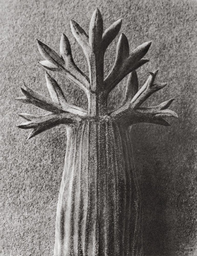 Auf diesem Bild ist das folgende Kunstwerk zu sehen: Karl Blossfeldt. Seseli gummiferum. Sesel. Deckblatt in 10facher Vergrößerung. Undatiert.