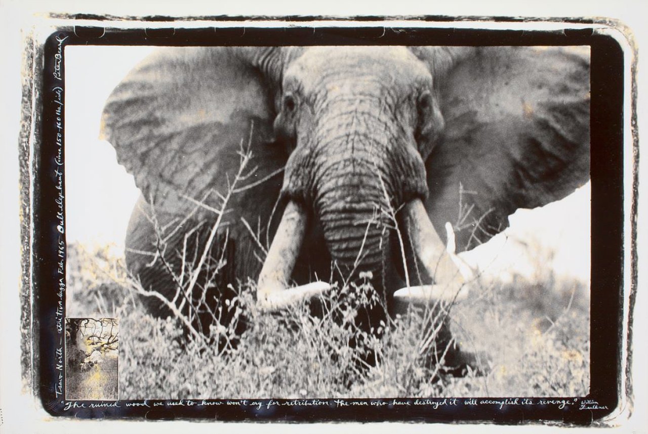Auf diesem Bild ist das folgende Kunstwerk zu sehen: Peter Beard. „Tsavo North - athi TIVA lugga, Bull elephant (circa 150-160 lbs/side)“. 1965.