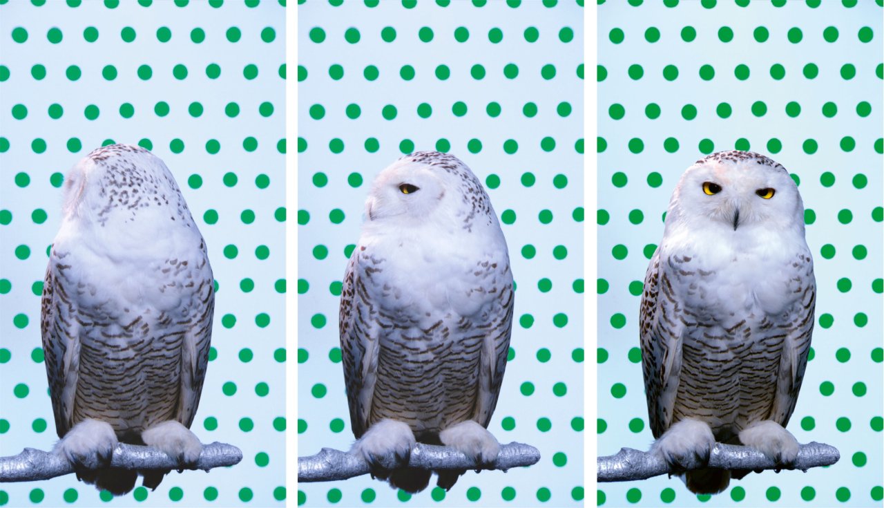 Auf diesem Bild ist das folgende Kunstwerk zu sehen: Robert Wilson. „KOOL (Snowy Owl)“. 2006.