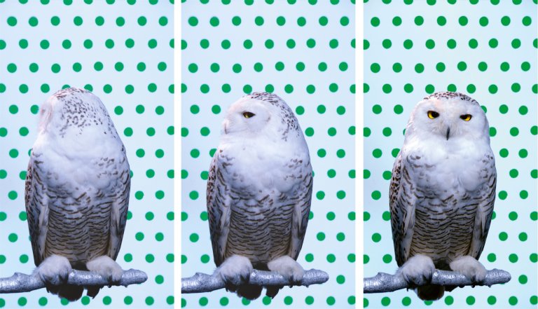 Auf diesem Bild ist das folgende Kunstwerk zu sehen: Robert Wilson. „KOOL (Snowy Owl)“. 2006.