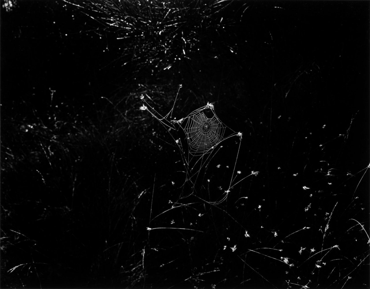 Auf diesem Bild ist das folgende Kunstwerk zu sehen: Harry Callahan. „Aix-en-Provence, France“. 1957.