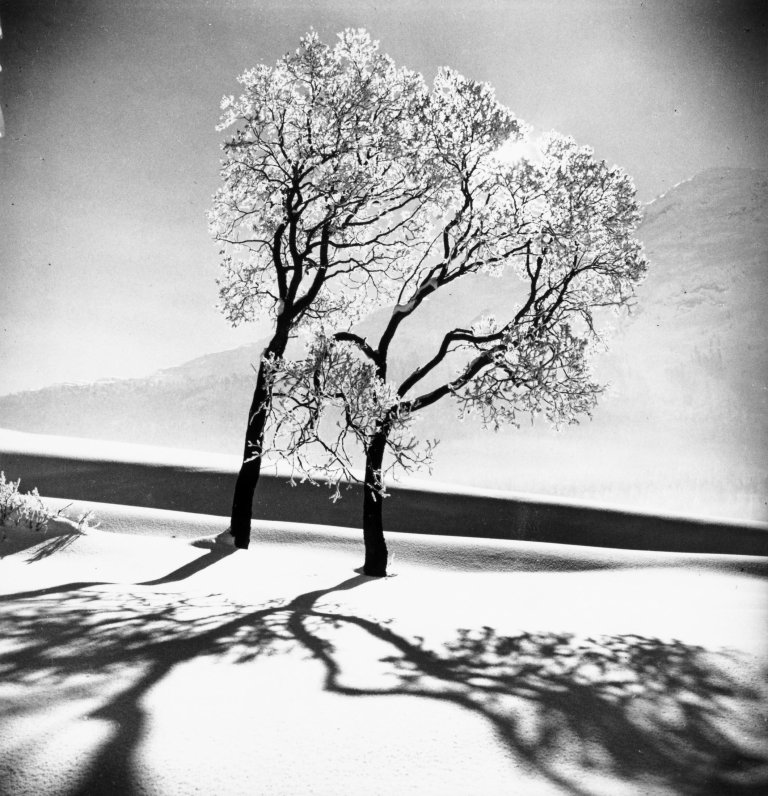Auf diesem Bild ist das folgende Kunstwerk zu sehen: Alfred Eisenstaedt. Trees in Snow, St. Moritz, Switzerland. 1947.