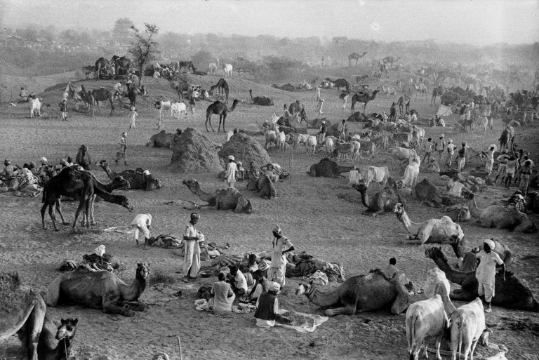 Auf diesem Bild ist das folgende Kunstwerk zu sehen: Marc Riboud. „Camel market, India“. 1956.