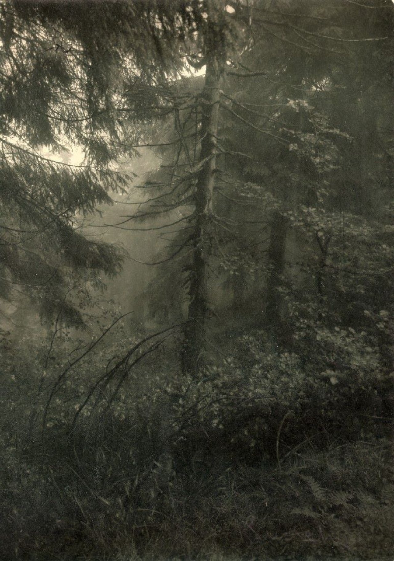 Auf diesem Bild ist das folgende Kunstwerk zu sehen: Josef Sudek. Ohne Titel (Wald). 1948.