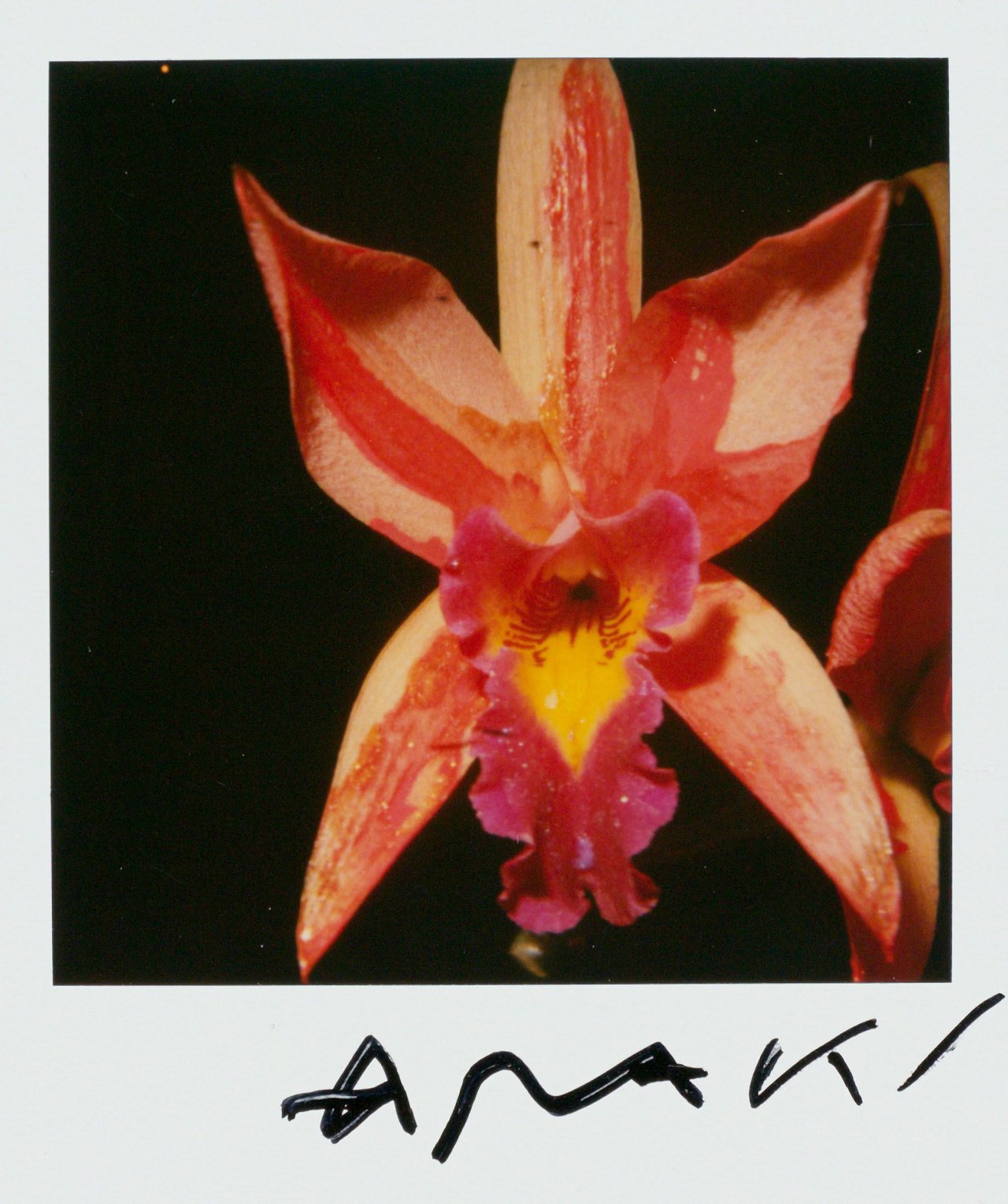 Auf diesem Bild ist das folgende Kunstwerk zu sehen: Nobuyoshi Araki. Ohne Titel.