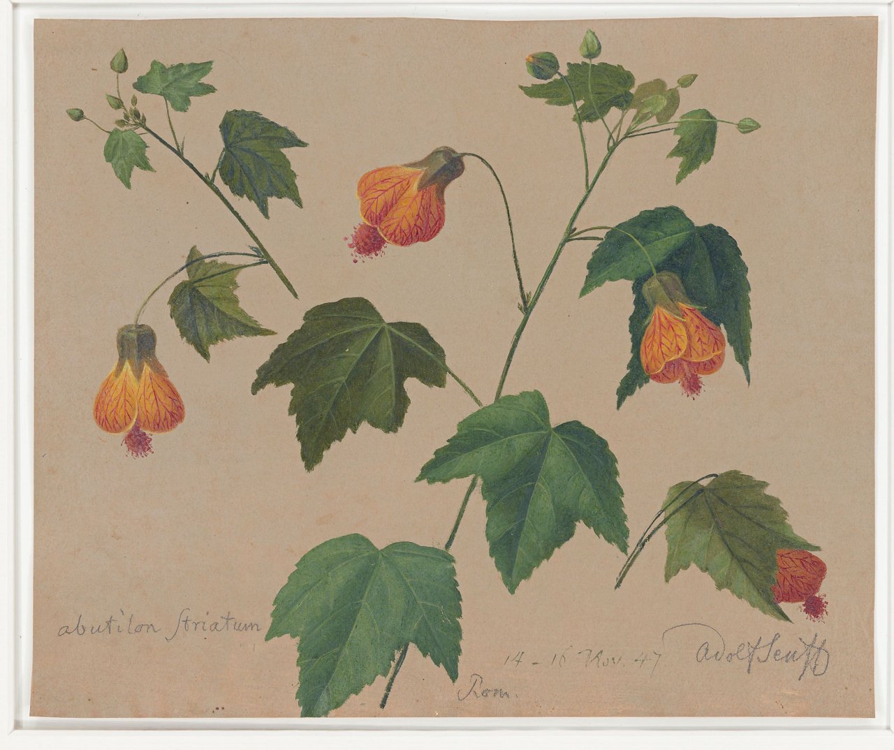 Auf diesem Bild ist das folgende Kunstwerk zu sehen: Carl Adolf Senff. „Abutilon Striatum“ (Schönmalve). 1847.