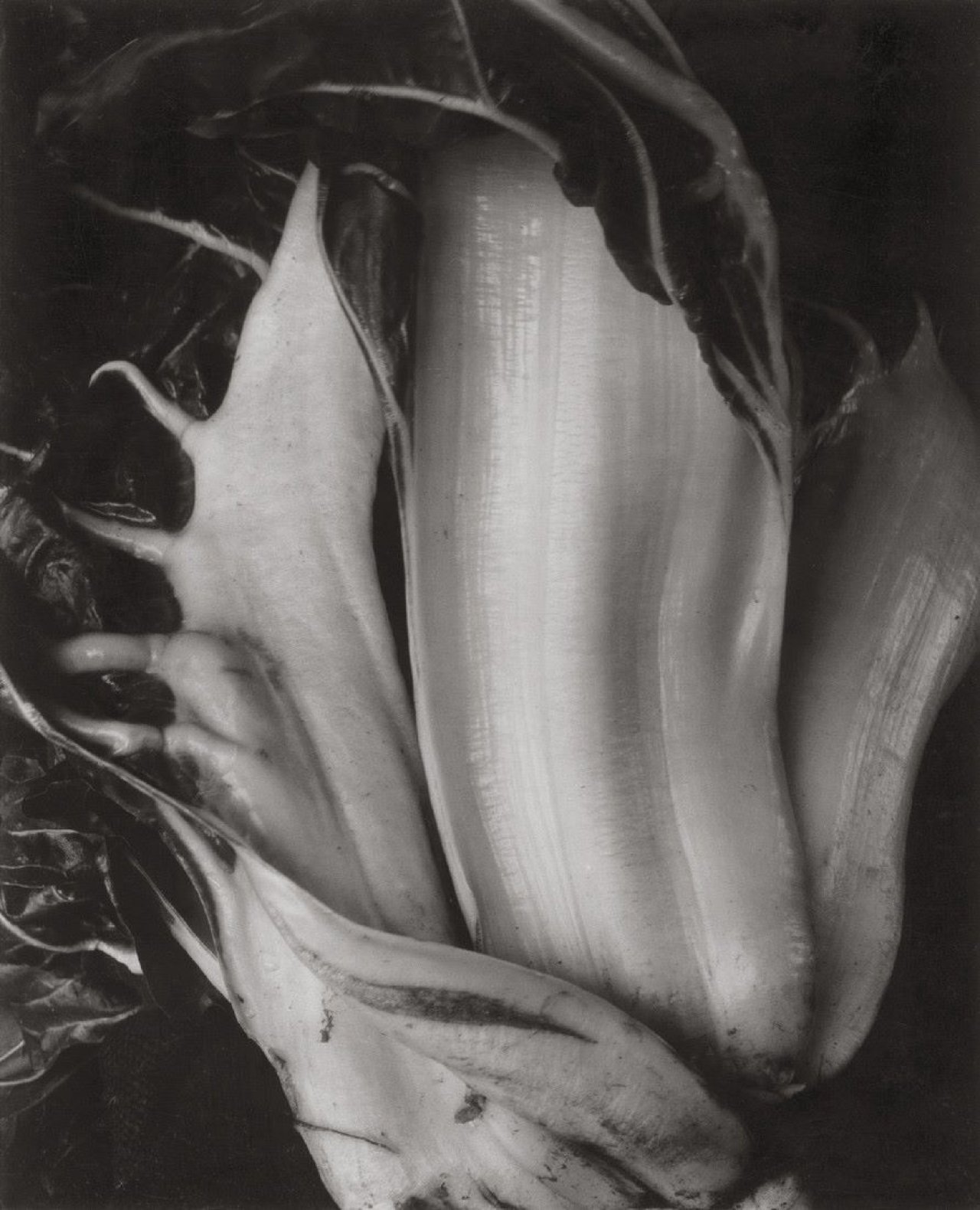 This picture shows the following artwork: Edward Weston. „Chinese Cabbage“.  1931.